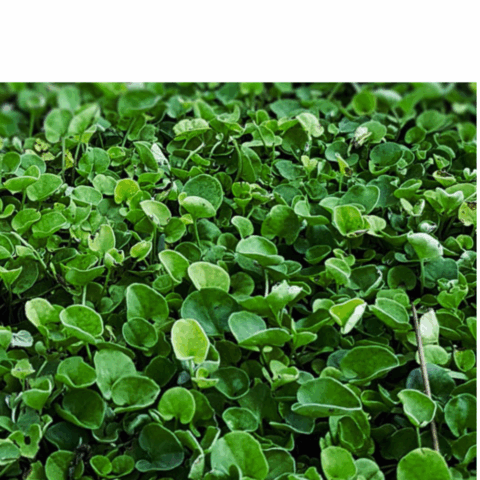 SEME DICONDRA REPENS