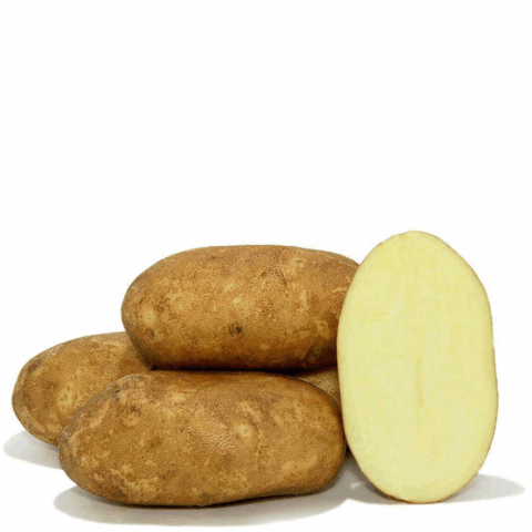 SEME PATATA KENNEBEC